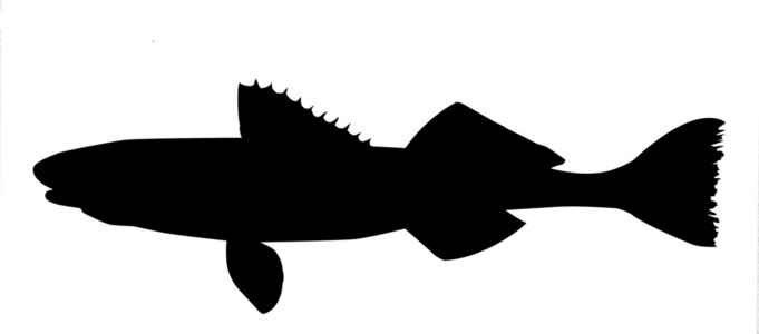 白色背景鱼的矢量轮廓