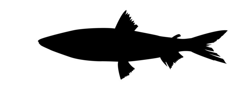 白色背景鱼的矢量轮廓