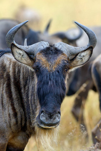 在国家公园中非洲羚羊
