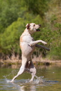 拉布拉多犬跳进湖