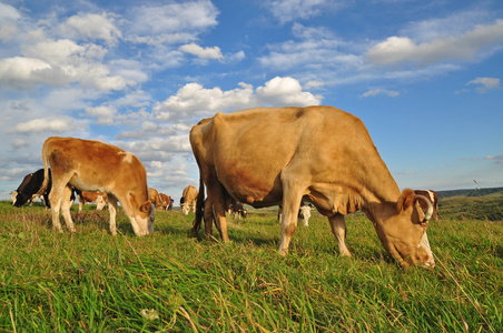 奶牛和小牛在夏天的牧场上。