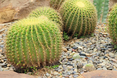 美丽仙人掌在与大自然花园图片