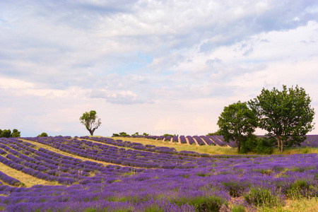 在 Valensole，法国的薰衣草田