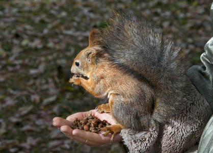 可爱的小红松鼠用手吃坚果