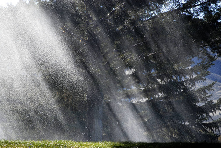 暴雨的树木与阳光