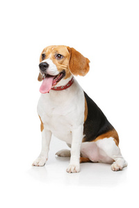 美丽 beagle 犬上白色孤立