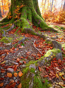 秋天的森林景观。强根老树。美丽的秋天树
