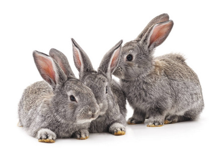 三只兔子孤立