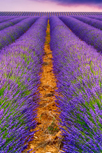 在 Valensole，法国的薰衣草田