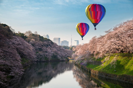 大樱桃开花在东京，日本为背景的视图