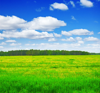 夏季景观