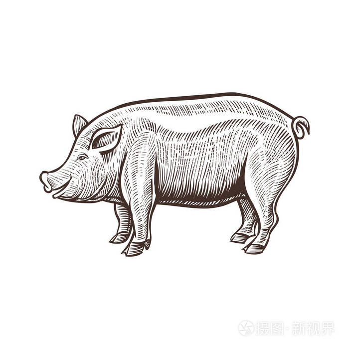 农场猪动物素描