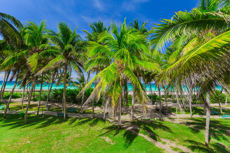 伟大的热带棕榈花园通往海滩和绿松石的宁静海洋，蓝蓝的天空背景上的视图