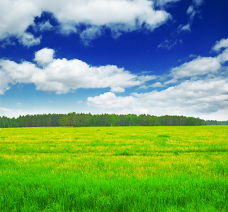 夏季景观