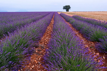 在 Valensole，法国的薰衣草田