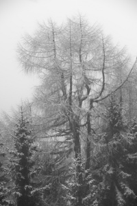雾中的雪树