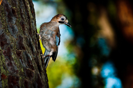 靠近坐在松树树皮上的鸟的鸟蓬塔阿拉托斯卡纳