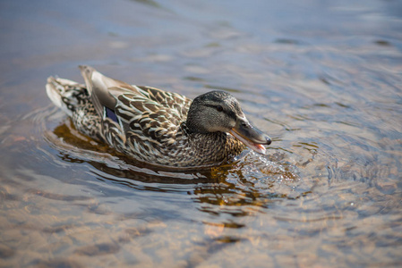 夏季鸭在池塘里游泳