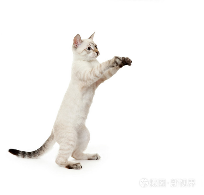 小猫的后腿