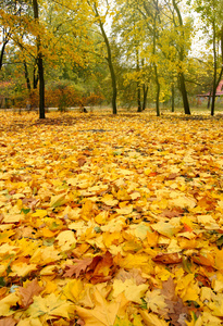 公园里的秋天