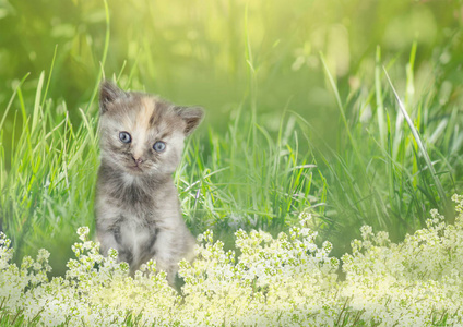 条纹的小猫坐在草地上