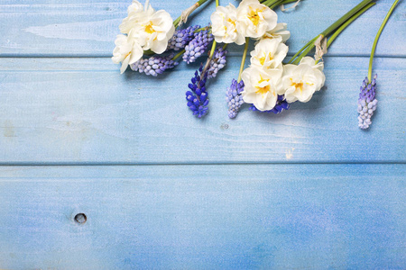 Muscaries 和水仙花蓝花