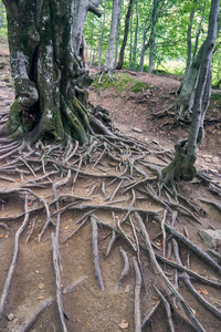 在森林里。在早期的秋天，Bieszczady 国家公园 Bieszczady 山 波兰语 Bieszczadzki 公园 N