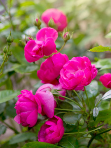粉红玫瑰花园里的花
