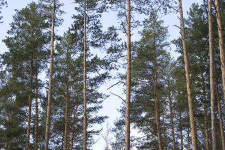 松树 pine的名词复数  松木