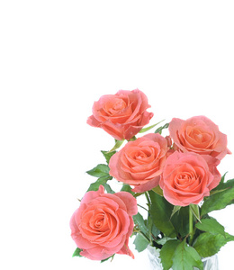 玫瑰 rose的名词复数  粉红色 蔷薇花 粉红色的葡萄酒