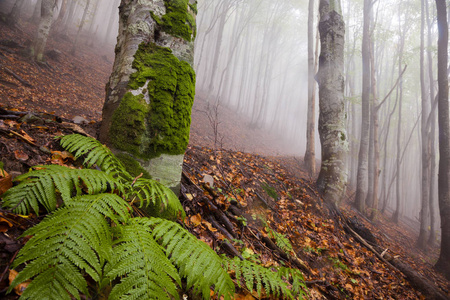 神秘的早晨有雾森林景观
