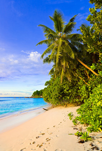 热带海滩棕榈树