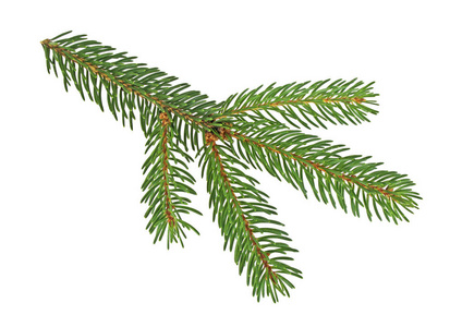 绿色 fir 分支为圣诞节，的白色背景上孤立