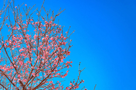 树与分支机构的粉红色的花朵，美丽的一天