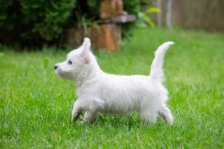 纯种的成年西部高地白梗犬，在晴朗的一天在花园的草地上