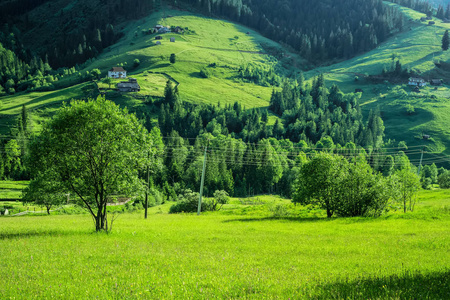 美丽的夏天棕眉山景观