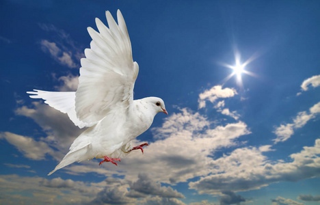 白色的鸽子在蓝蓝的天空云