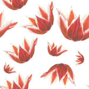 白色背景上的红色郁金香花。无缝的水彩图案