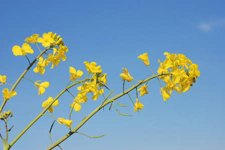 油菜花