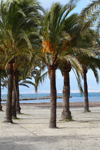棕榈树棕榈树巴利阿里群岛