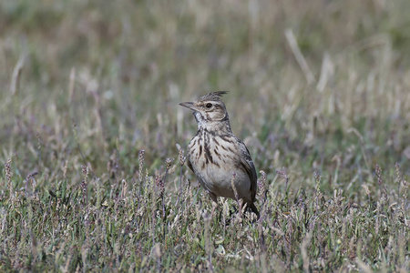 羽冠云雀Galerida Cristata