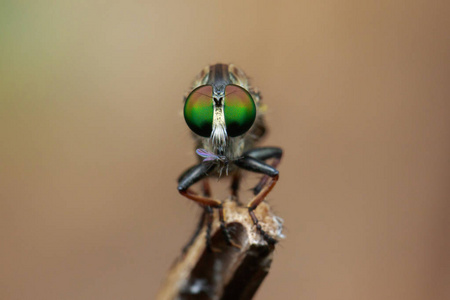 在一个分支上的强盗 flyAsilidae 的图像。昆虫。动物