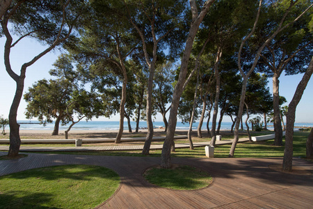 下一步到瓦伦西亚的海滩公园与松树