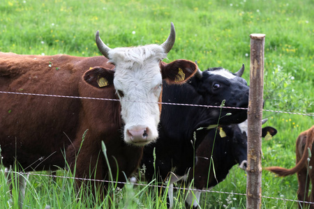 牛在牧场上吃草