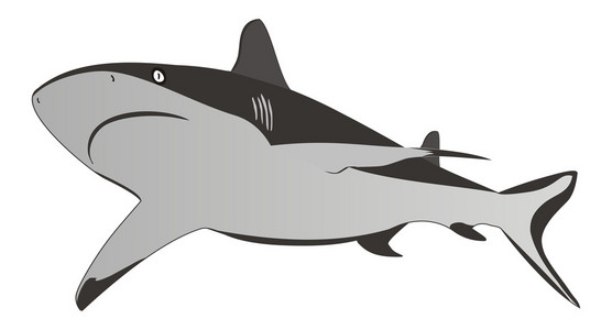 鲨鱼危险的海洋食肉动物 矢量图
