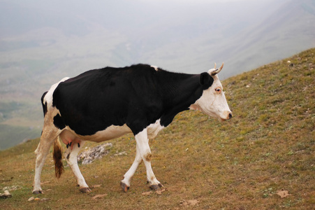 母牛走在山suvar 阿塞拜疆