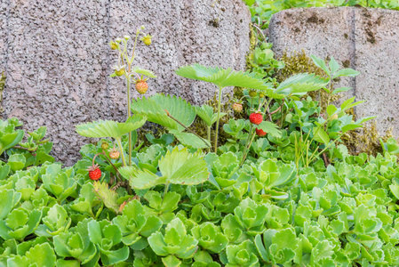 野生木草莓用绿色和红色草莓在花园里的植物