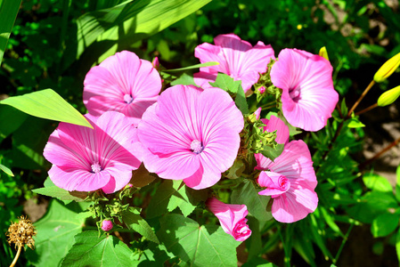 美丽的花圃则用粉红色 lavatera 在花园里的花朵