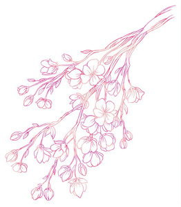樱花与娇嫩的粉红色花朵的分支