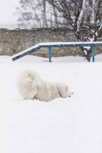 萨摩耶德犬在雪中